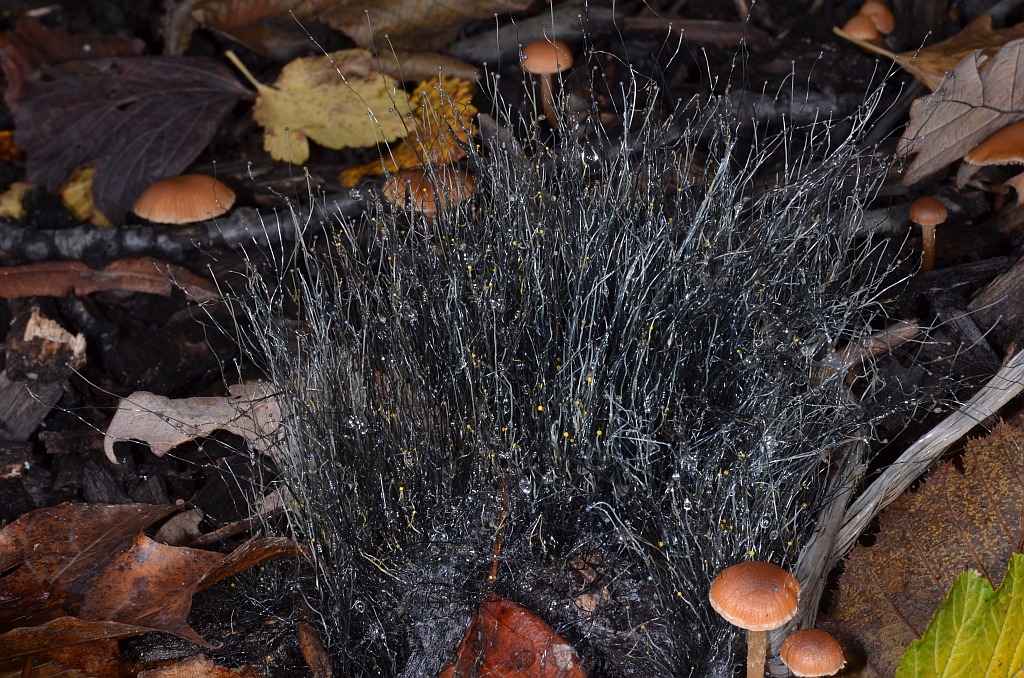 Представитель Семейства Phycomycetaceae